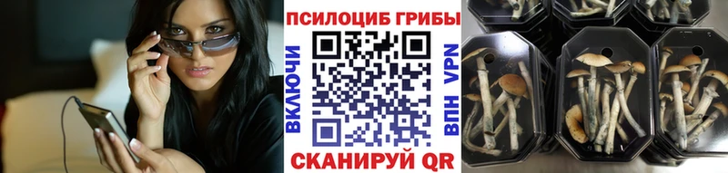Галлюциногенные грибы Psilocybe  Чайковский 